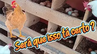 How to solve the problem of low productivity of laying hens?Lighting Program 2.0