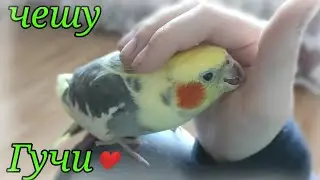 Чешу Гучи.Чешу попугая Кореллу !