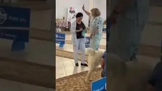 04.08.24 Екатеринбург ТИМЕРТАШ ПАТРИСИЯ 2 * САС, 2 * ЛУЧШАЯ СУКА, 2 * BOS СС закрыла ЧЕМПИОНА РОССИИ