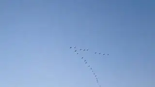 Зібрались в птахи в теплий край летіти/християнський вірш
