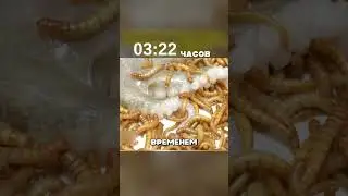 10,000 worms vs octopus 