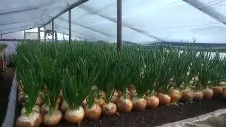 Onion on feather, my mistakes