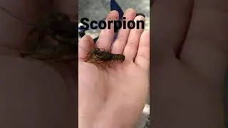 рак который залез в садок и хотел съесть всю рыбу