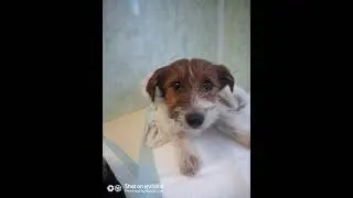 Спасение щенков, которые жили под плитами 🙏🏻