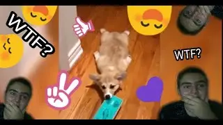Лучшее смешное видео с животными. 