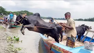 Cow Unloading From River Site at Paragram Gorur Haat || Cow Market