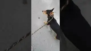Мы вернулись!Простите за отсутствие 🥺❤️.Прогулка с Лизой