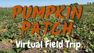 Where Do Pumpkins Come From? | Pumpkin Patch Virtual Field Trip