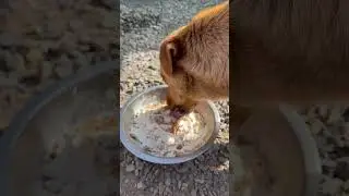 Забастовка от спасённой собачки Люсьен😂
