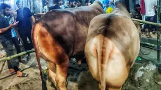 পুরান ঢাকার ধোলাইখাল গরুর হাটের রাতের সময় বড় বড় গরু চলে আসে • Qurbani Goru • Cow Lovers