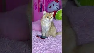 What is my cat hiding from me? 