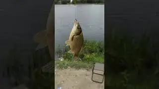 На рыбалке поймал карася на 125 грамм #fishing #рыбалка #рыба #fish