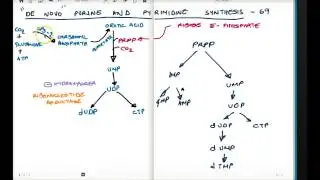 PURINE AND PYRIMIDINE SYNTHESIS PART 2