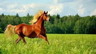 Русская народная песня 