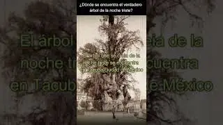 Where is the real tree of the sad night?