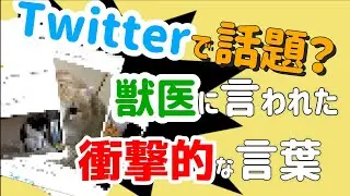 【 twitter ワダイ 】最近ツイッターで話題？なってる「獣医に言われた衝撃的な言葉」のツイートを13個ほどまとめてみました！【猫動画 癒し かわいい 話題 トレンド】