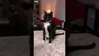 смешные котики