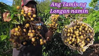 Longan Harvest