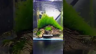 How Keepers Make a Real Life Water Dragon 🙂‍↕️ 