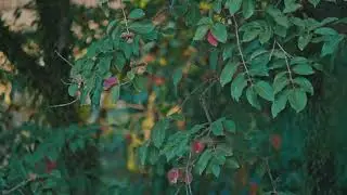 Lumix S1 + Minolta MC 135mm f/2.8 Handheld Video Testing