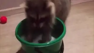 Енотик