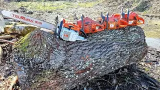 Friday action with Stihl 075, Husqvarna 281xp, 371xp, 372 X-Torq, 365 XT