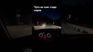 Чуть не влетел в стадо коров