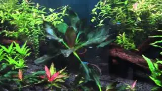 6ft Planted Tank 2015 UPDATE.