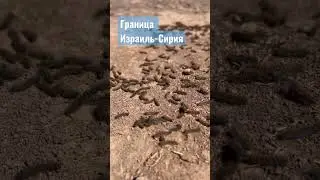 Граница Израиль-Сирия 