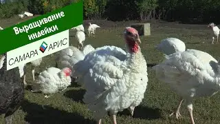Turkey farming