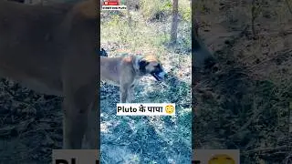 Pluto के पापा 😳 | 