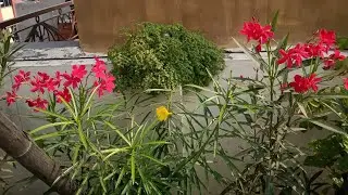 My Simple Garden is live!