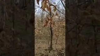 Контактный зоопарк