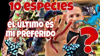 10 NUEVOS ANIMALES!!! RANAS🐸 LAGARTOS🦎 ESCORPIONES🦂MAMIFEROS🦦 INVERTEBRADOS🐛 El último mi favorito 😱