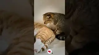 Awesone New Cat Funny and Cute Moments Part 3 #catfunny #cat #shorts