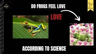 Do frogs feel love according to science? #trending #science #frogs #love #facts #explained