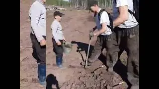 Посадка елки.