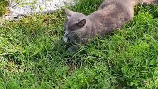 #кошкаКабардинки         Как я подружилась с кошкой в Кабардинке.