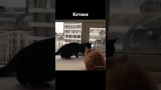 #котики