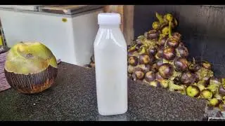 Coco Island - Beat the Heat #shorts #summer #naturaldrink #tendercoconut #iceapple #chennai
