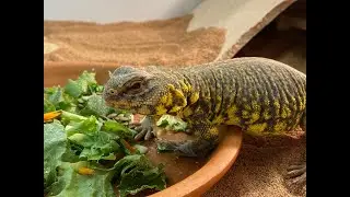 RED & YELLOW NIGERIAN UROMASTYX, DAY & NIGHT CYCLE