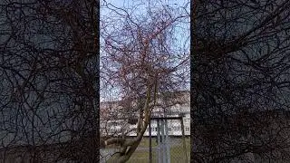 Кудрявая ива
