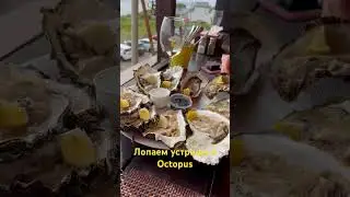 Cafe Octopus Vladivostok  - Кафе Октопус во Владивостоке у маяка