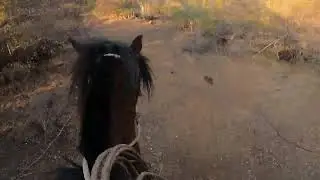 Laceadores de cerro #11