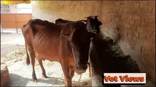 गर्भवती पशुओं की देखभाल कैसे करें ? # Pregnant animal care #