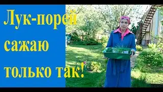 Сажаем лук-порей на грядку