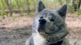 Акитасвин