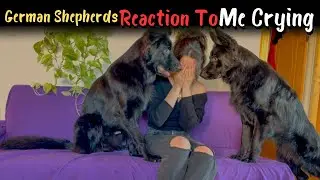 German Shepherds Reaction To Me Crying