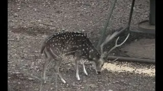 BIG Axis! He Took It Deep Jim