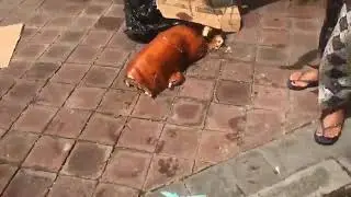 asian ladies dropping their lechon